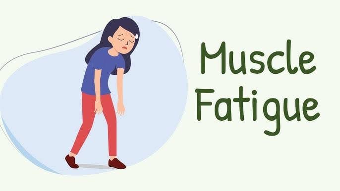 Understanding Muscle Fatigue - Causes, Symptoms, and Treatment