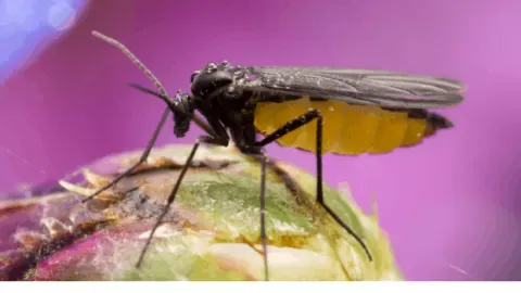 Effective Ways to Eliminate Gnats in Your Home and Garden