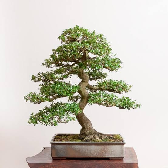 Plants That Look Like Bonsai But Aren't