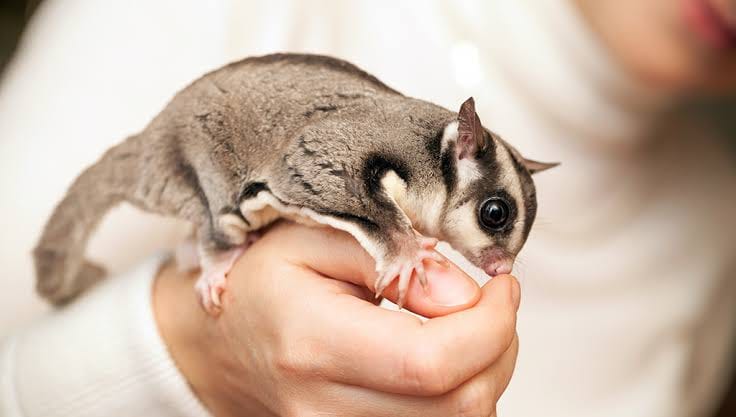 The Joys and Challenges of Sugar Glider