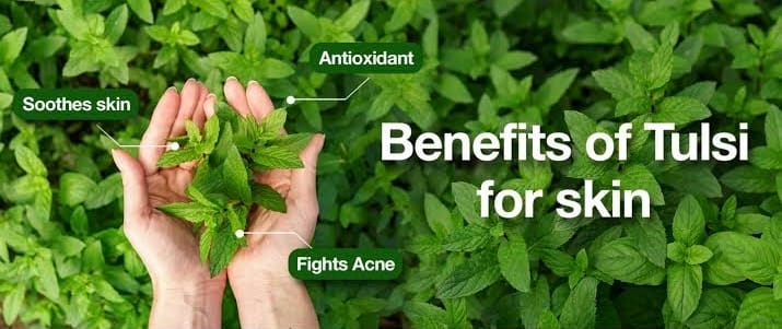 Tulsi's Radiant Glow - Unlocking the Herb's Skin and Hair Benefits