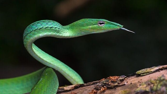 India's Serpentine Sensation - Meet the Elusive, Long-Snouted Snake Species