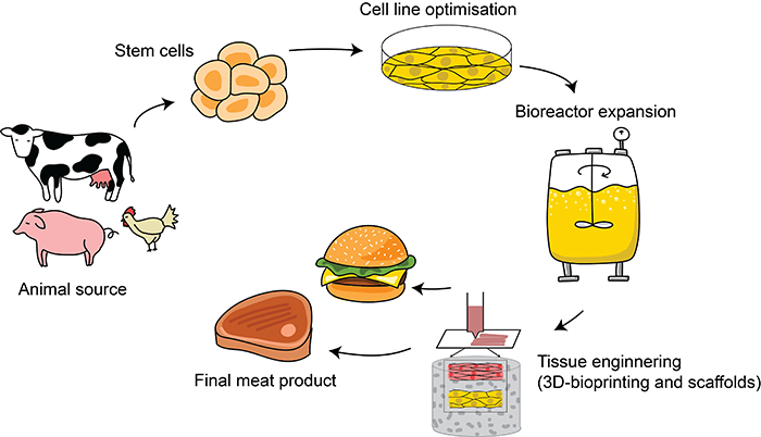 Lab-Grown Meat Production Process
