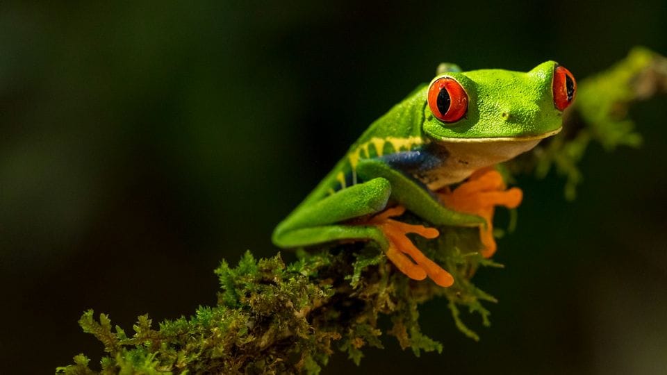 Frog Gut Cancer Cure - Separating Fact from Fiction