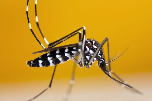 Natural Ways to Keep Mosquitoes at Bay