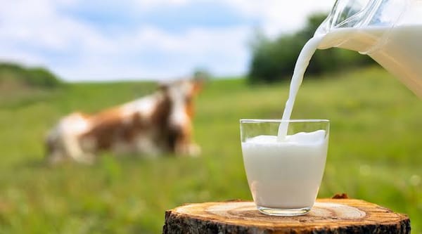 Mastering Milk Production - Top Breeds of Cows and Buffaloes