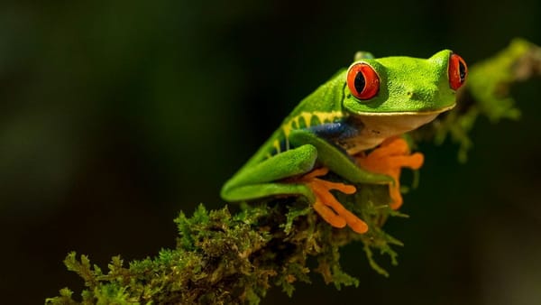 Frog Gut Cancer Cure - Separating Fact from Fiction