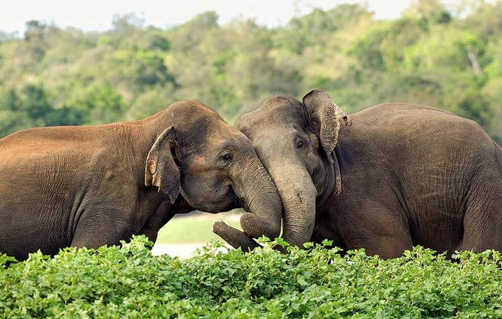 Sri Lanka's Elephant-Human Conflict - A Growing Crisis in Need of Solutions