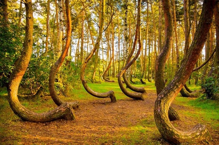 Unveiling the Mystery of Poland's Crooked Forest