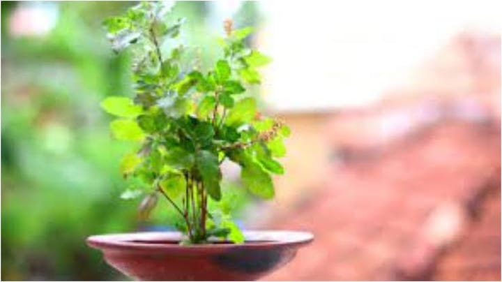 The Spiritual Benefits of Tulsi Leaves in Worship