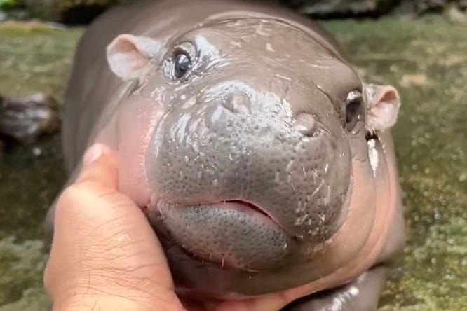 Moo Deng Mania - The Rise of Thailand's TikTok Sensation Baby Pygmy Hippopotamus