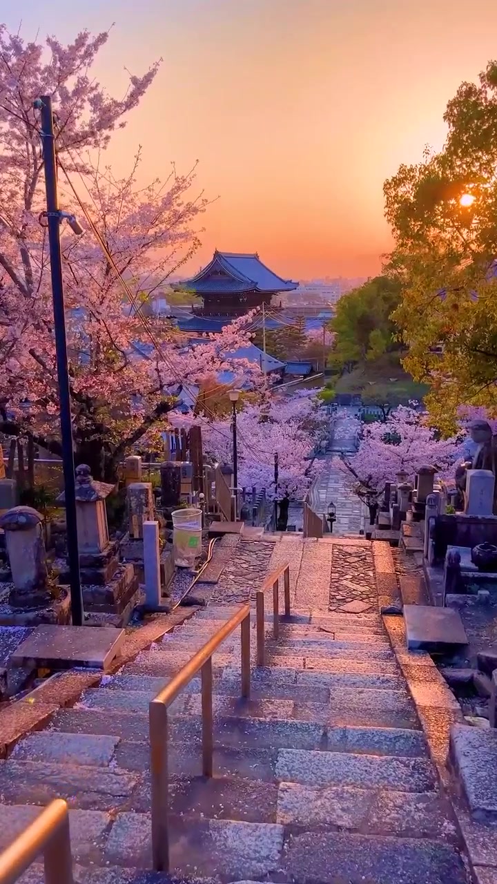Cherry Blossoms at Kyoto's Konkai Kōmyō-ji Temple