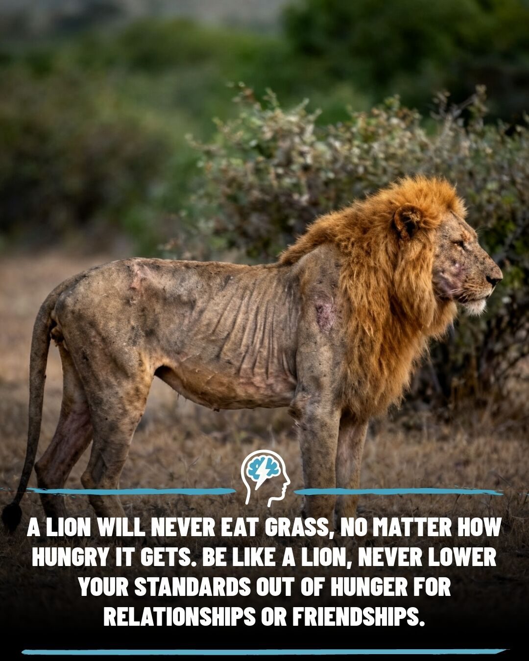 The Power of the Lion: How Staying True to Your Values Boosts Mental Health