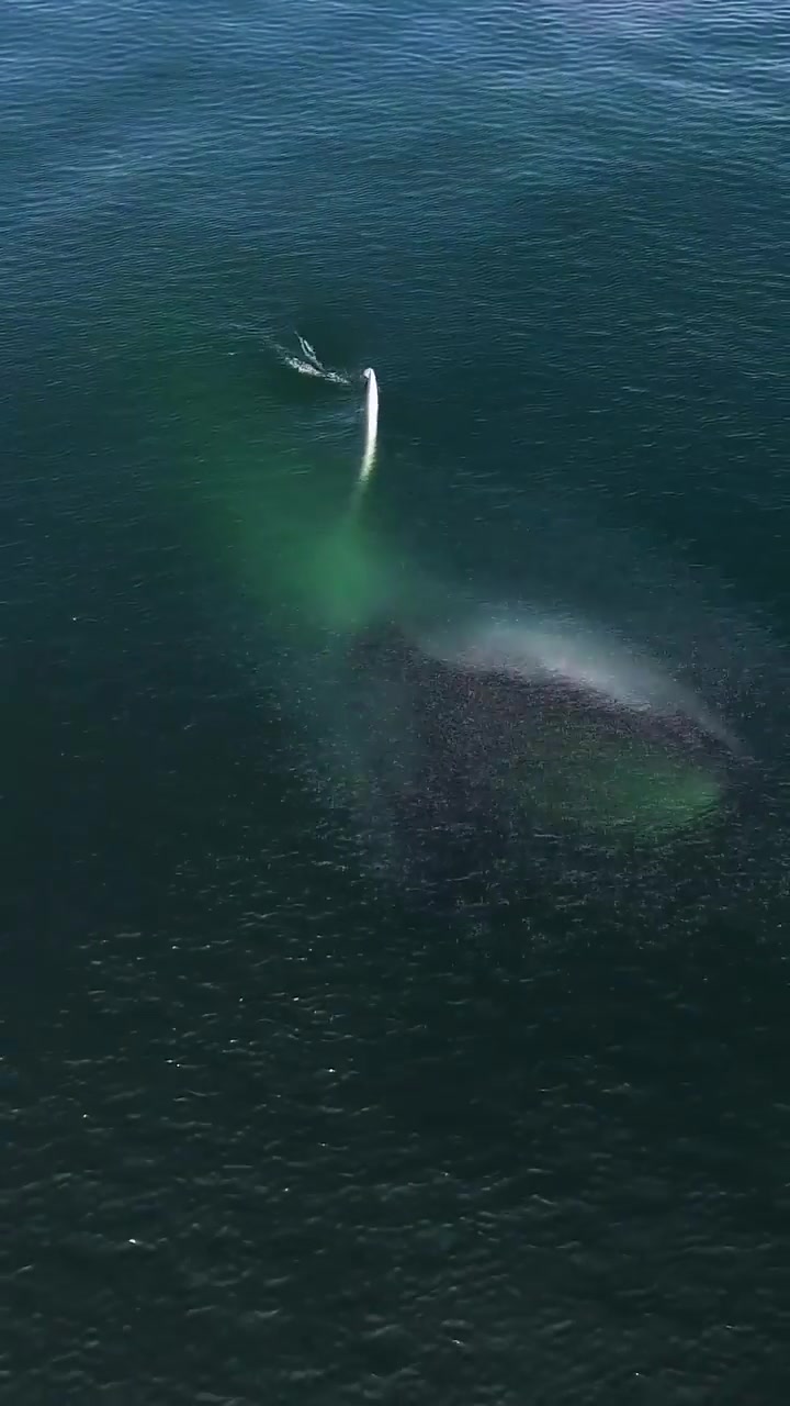 Blue Whale Breaching in Monterey, California