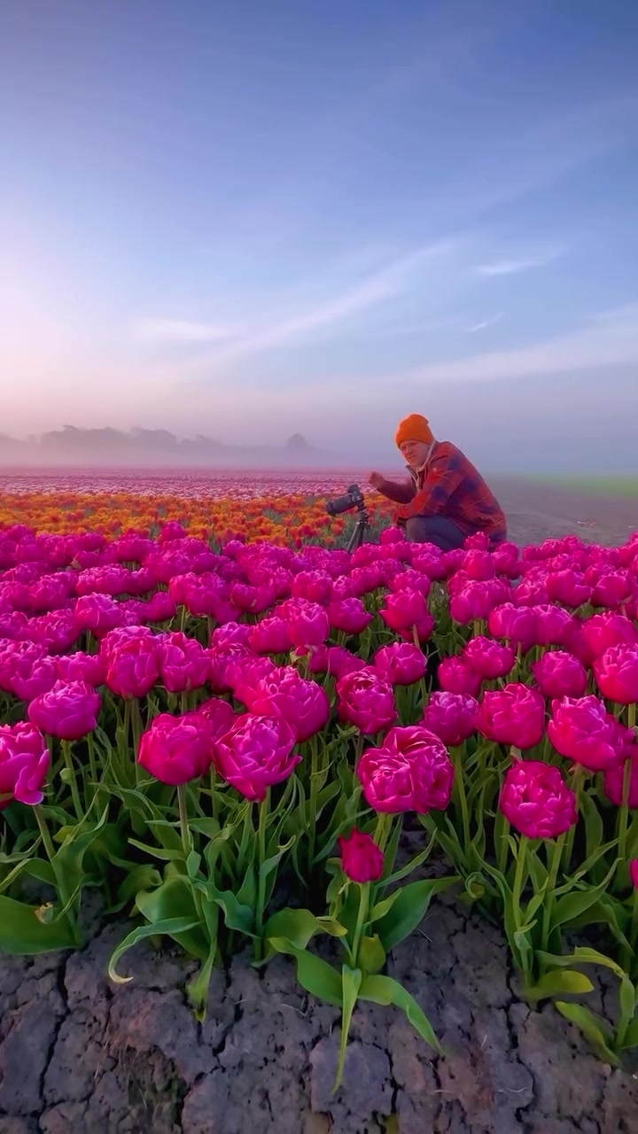 Nick Skeyes' Tulip Field Photography in the Netherlands