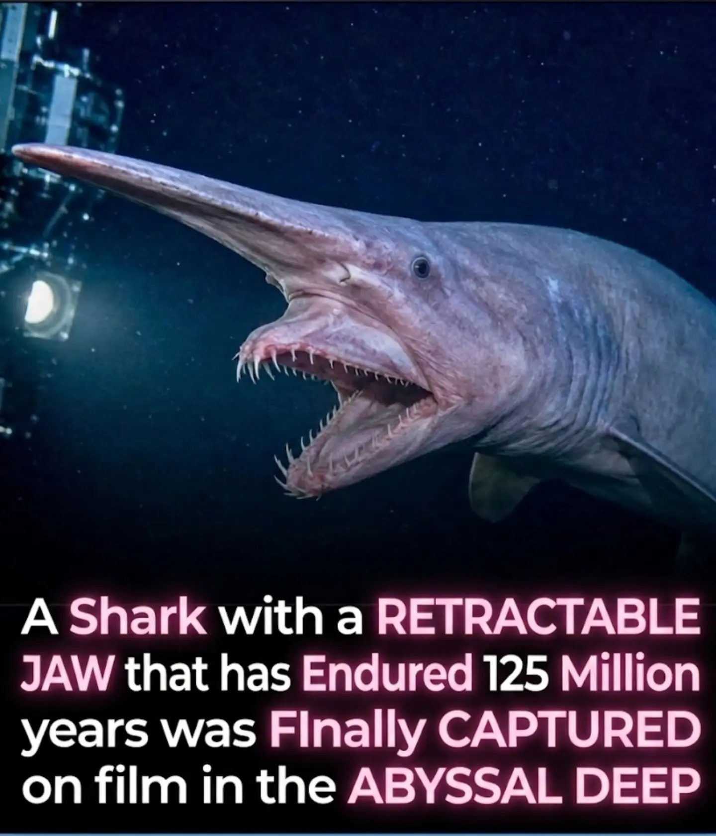 Goblin Sharks with Jaw that Slingshots Prey