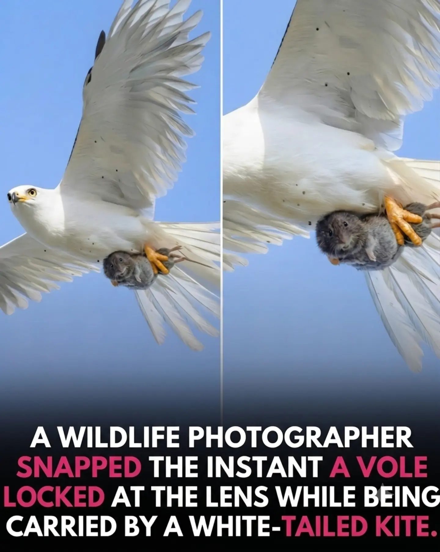 White-Tailed Kite's Unusual Catch: A Vole's Direct Gaze
