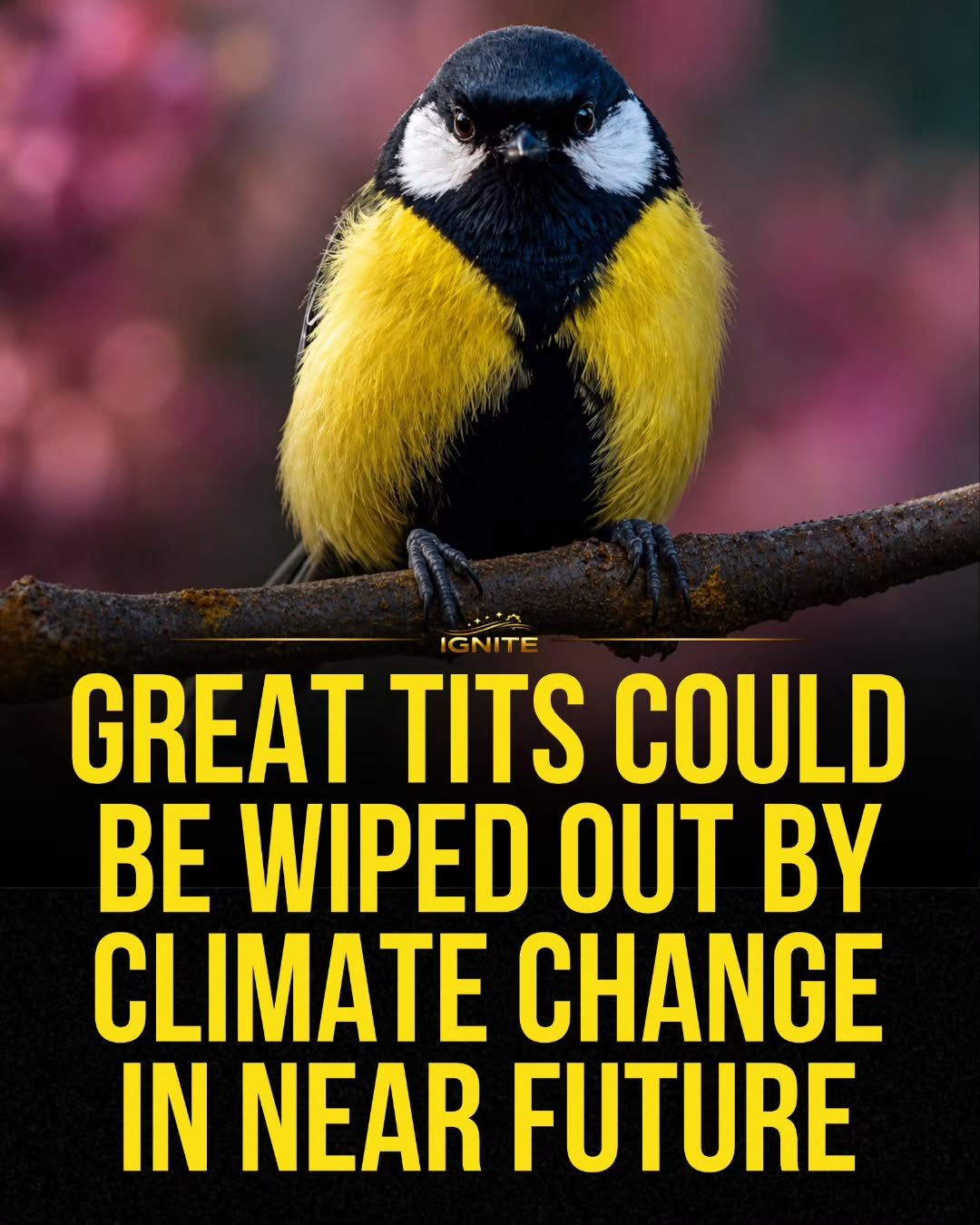 Climate Change Threatens Great Tits: IGNITE's Conservation Alert