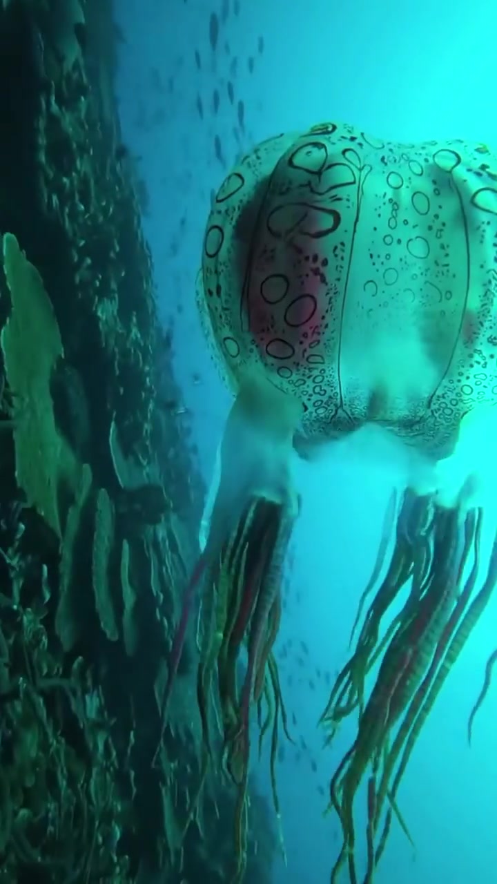 Lion's Mane Jellyfish: Giant of the Cold Seas