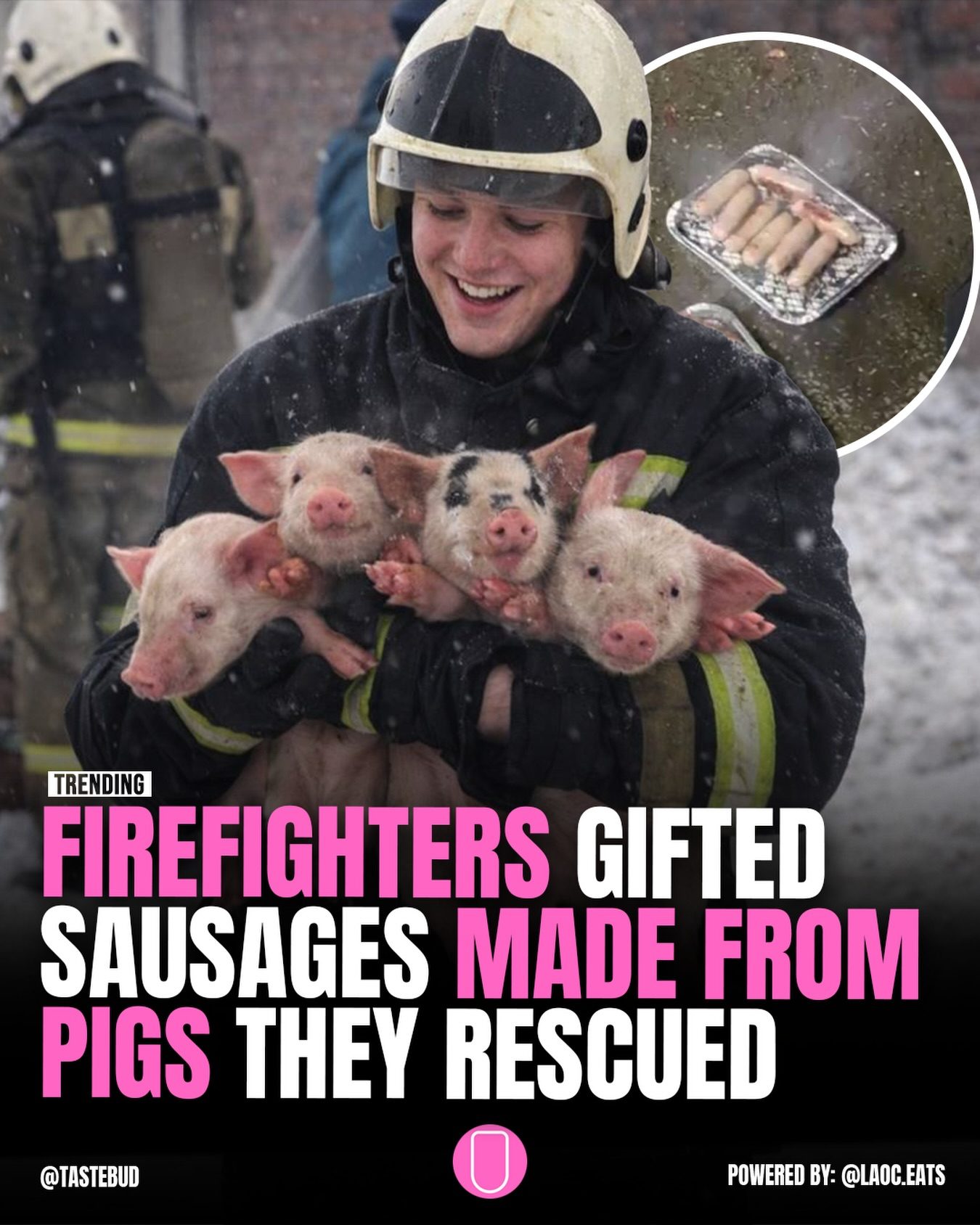 Firefighters' Controversial Gift After Pig Rescue