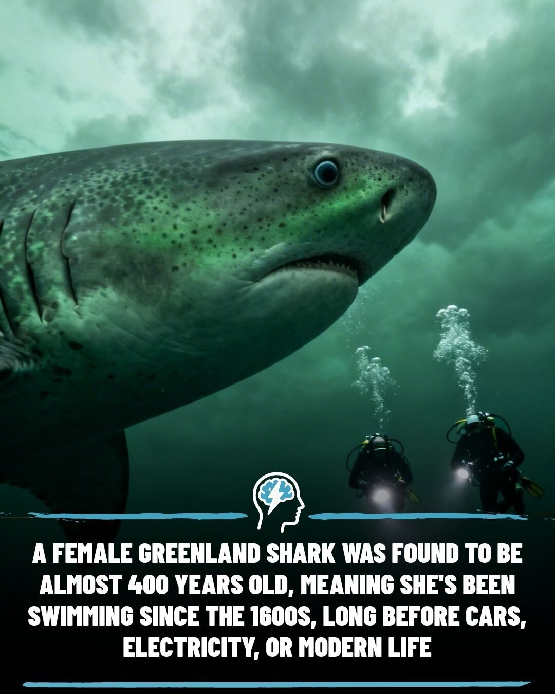 Greeland Sharks: Centuries-Old Marine Mysteries