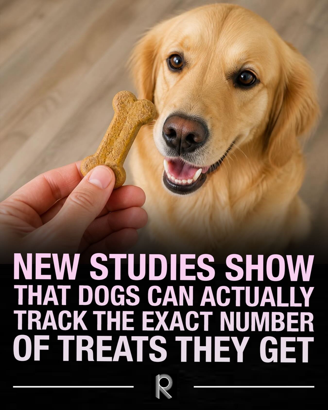 Dog Treat Tracking: How Dogs Count Their Treats