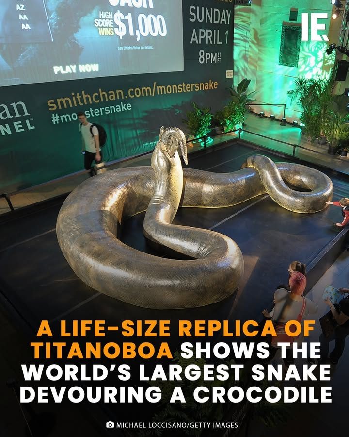 Unveiling the Titanoboa: A Giant Snake Exhibit