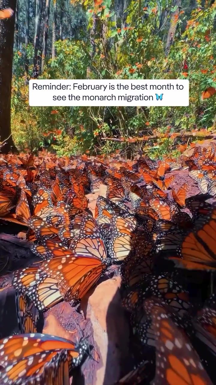 Experience the Monarch Butterfly Migration in Mexico: A February Wonder