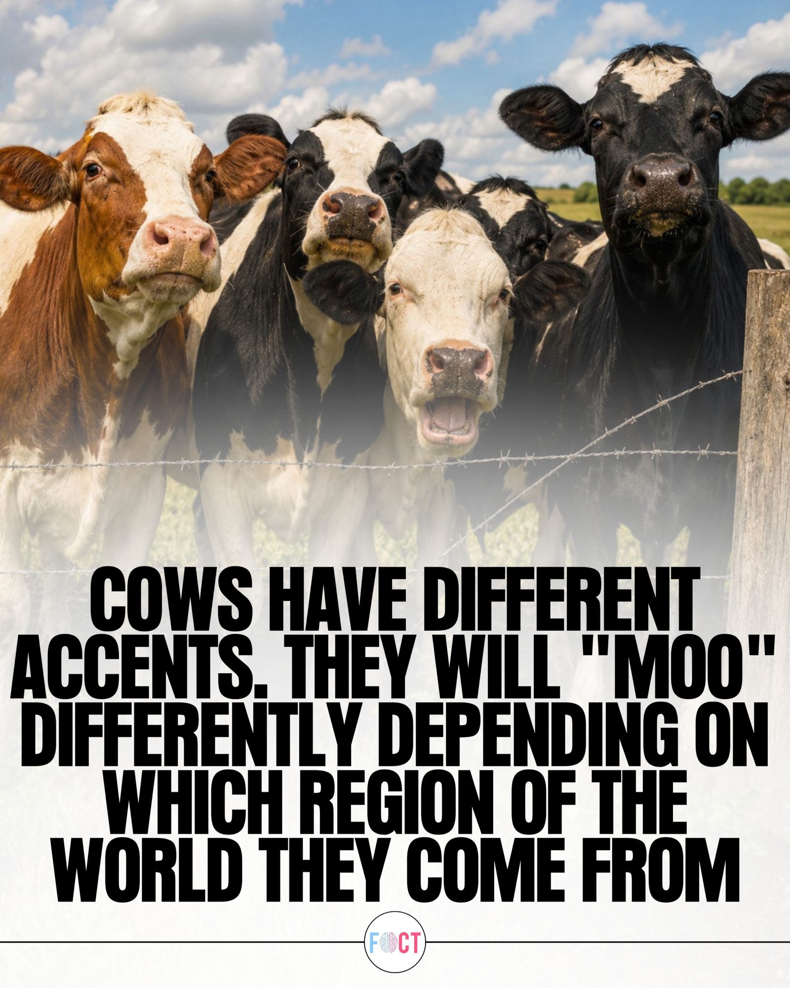 Discover How Cows Moo with Regional Accents