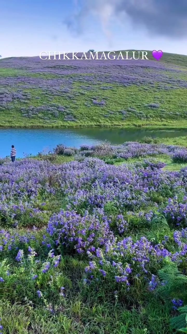 Exploring Chikmagalur's Vibrant Purple Fields and Hills