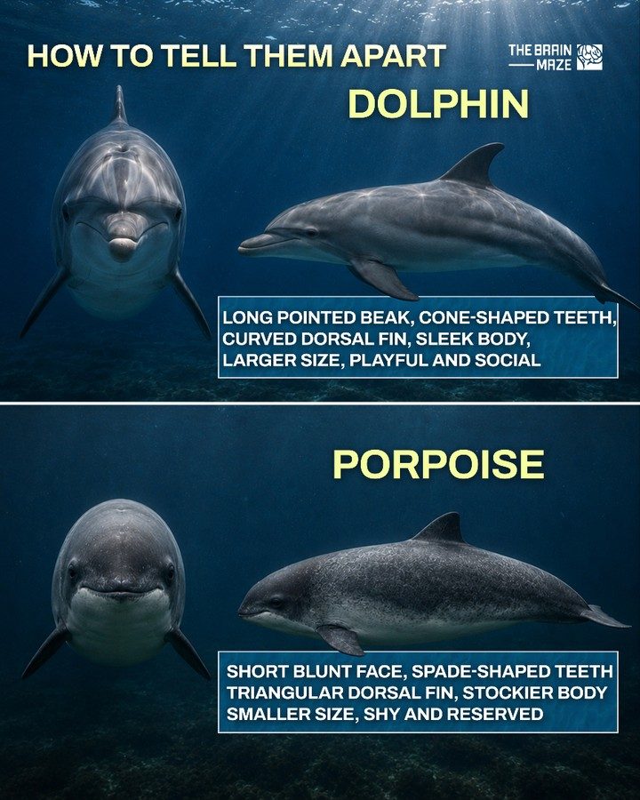 Dolphins vs. Porpoises: Key Differences Explained