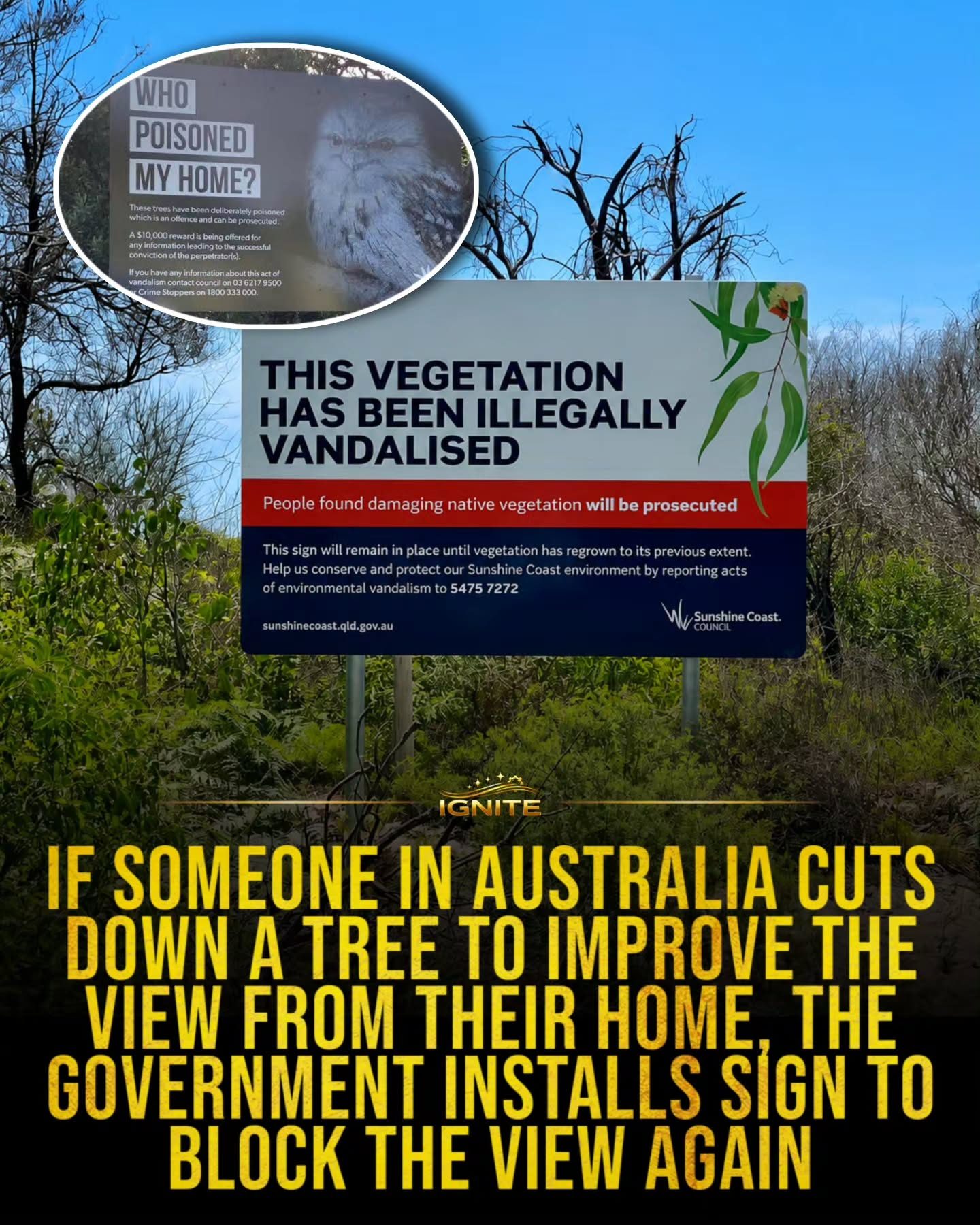 Tree Vandalism Prevention: Council Efforts