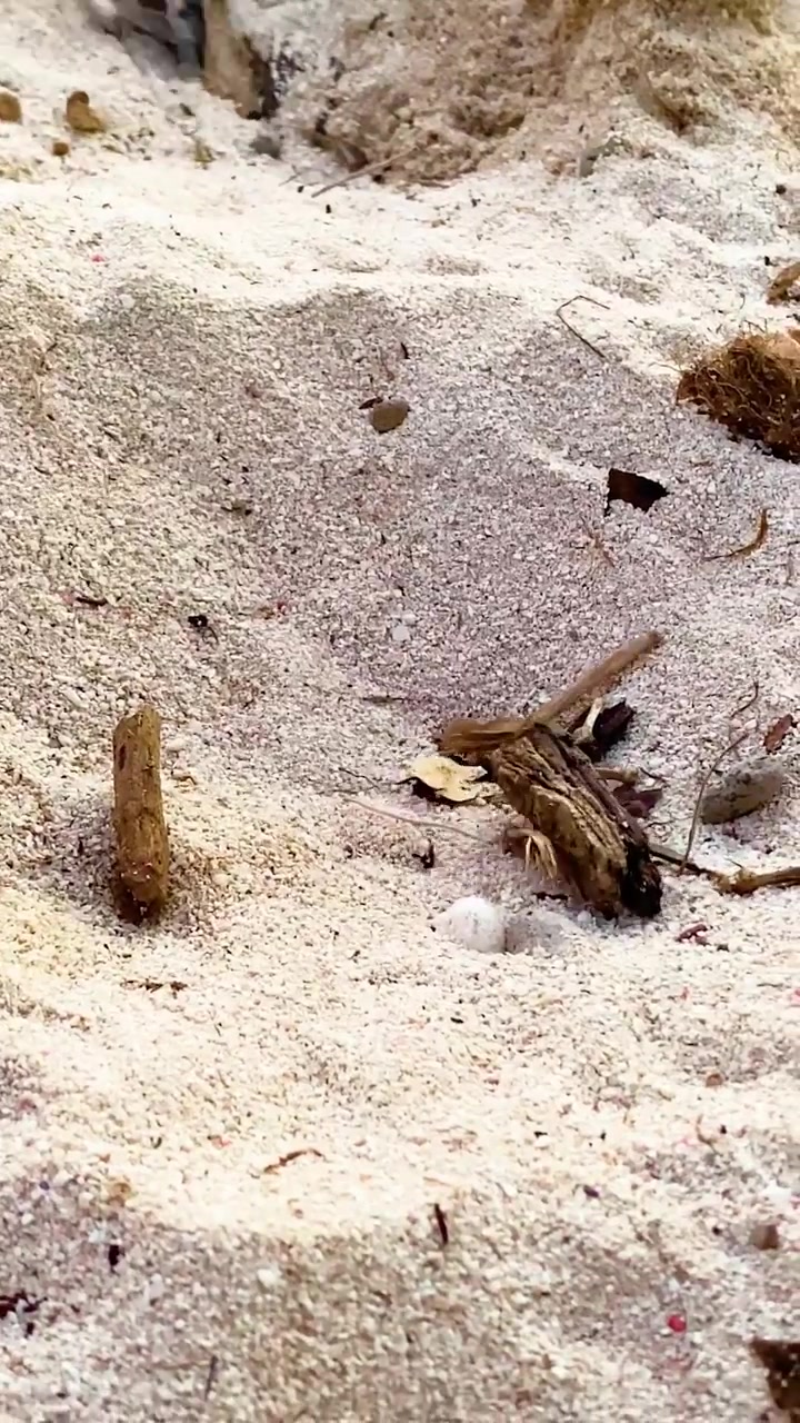 Baby Sea Turtles Hatching on Beach