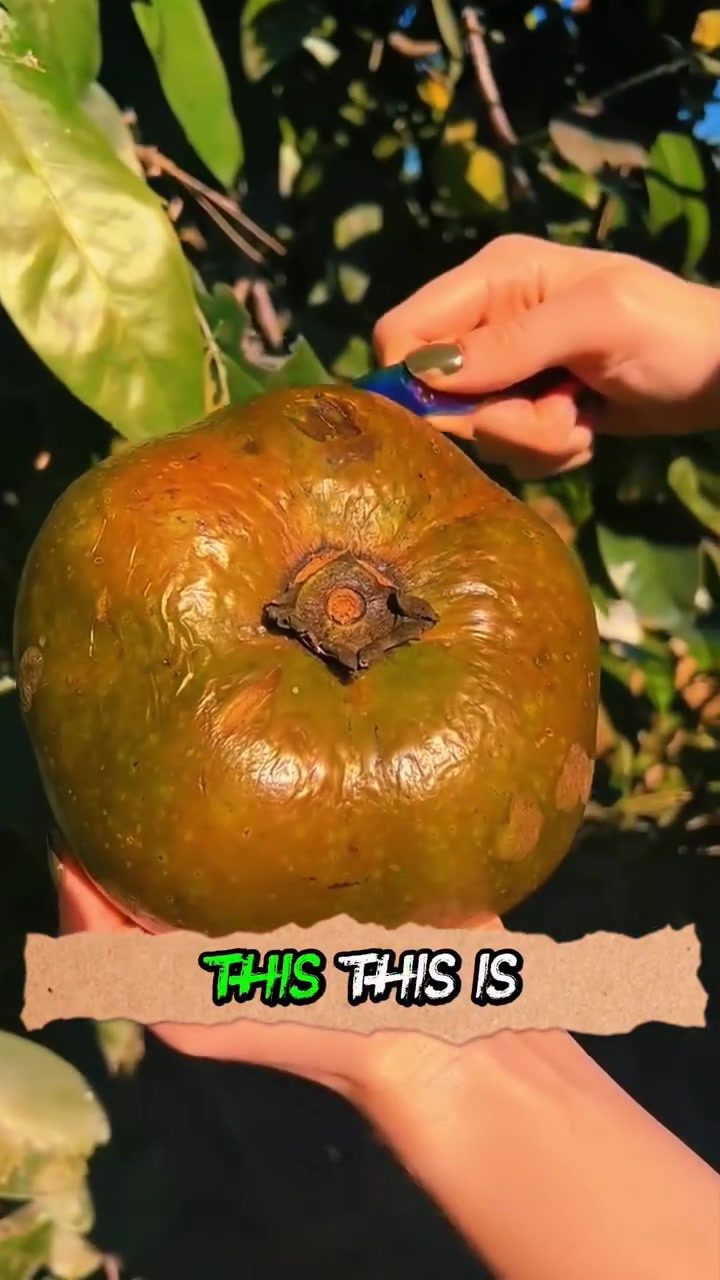 Trying Wild Fruits: A Taste of the Exotic