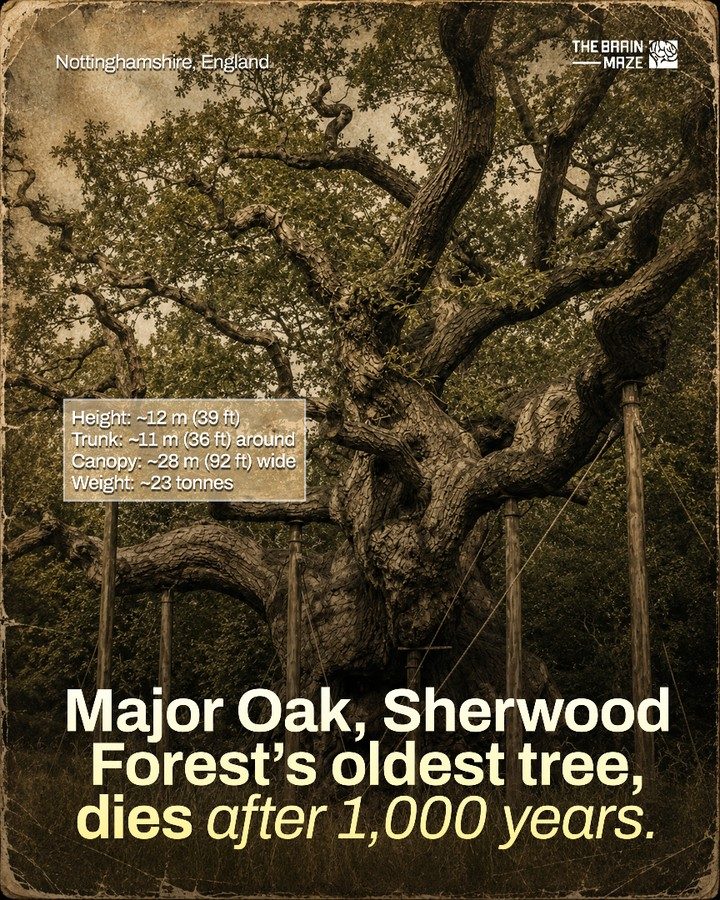 Sherwood Forest's Major Oak Tree Passes, Ending 1,000-year Reign