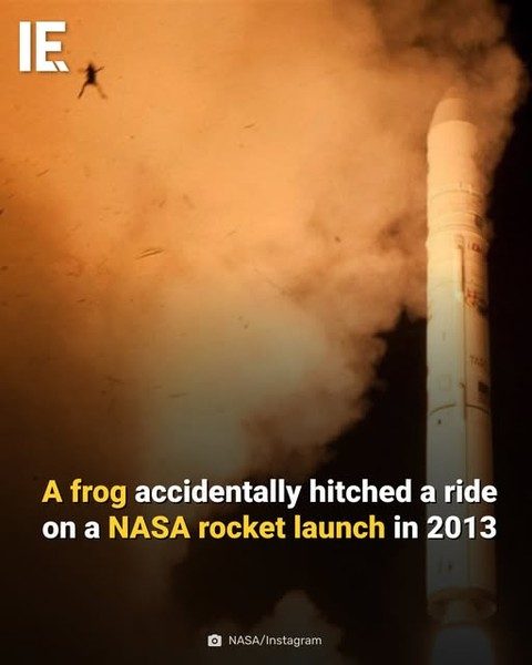Frog Accidentally Launched by NASA Rocket in 2013