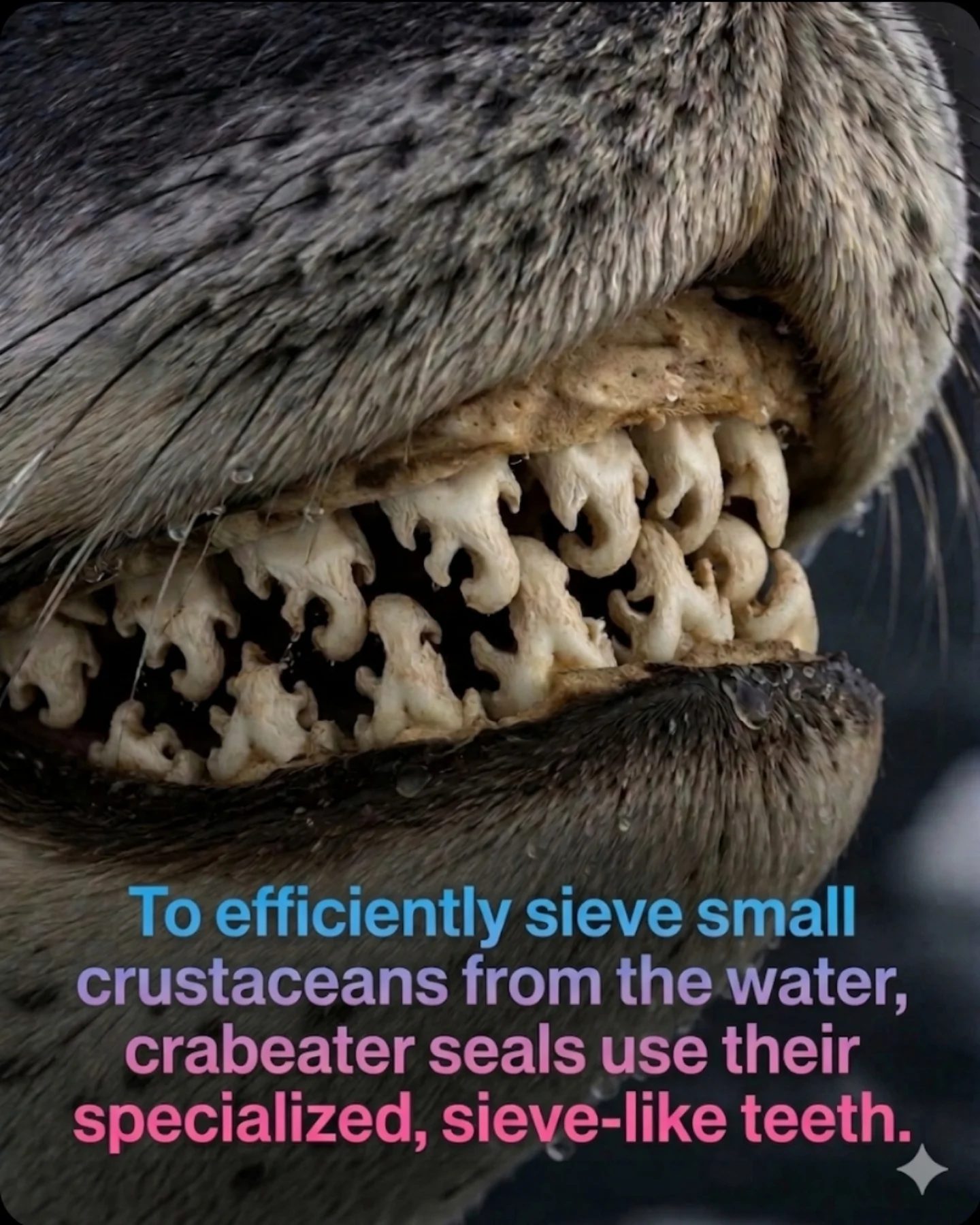 Crabeater Seal Teeth: The Efficient Filter System