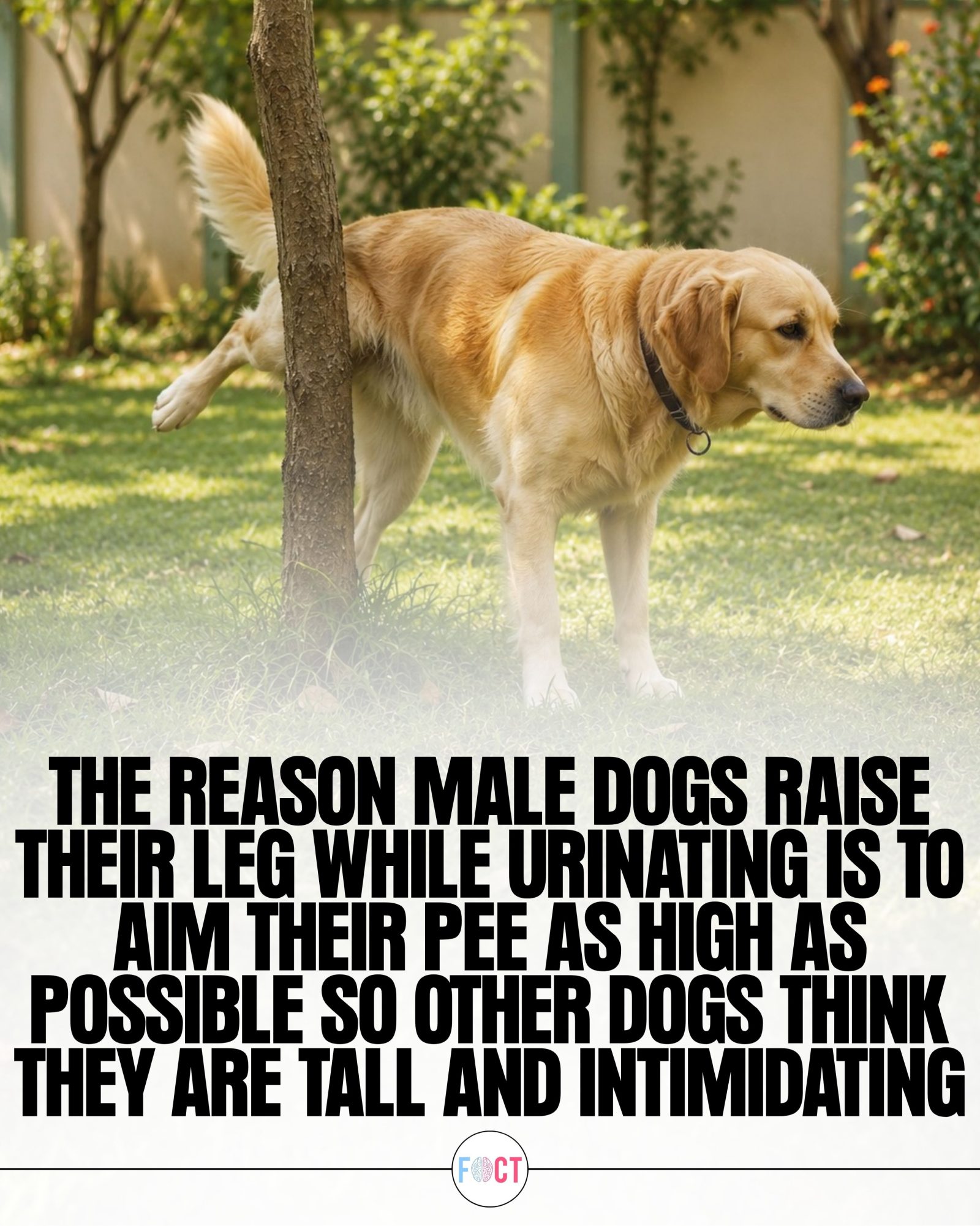 Why Male Dogs Raise Their Legs: The Science Behind