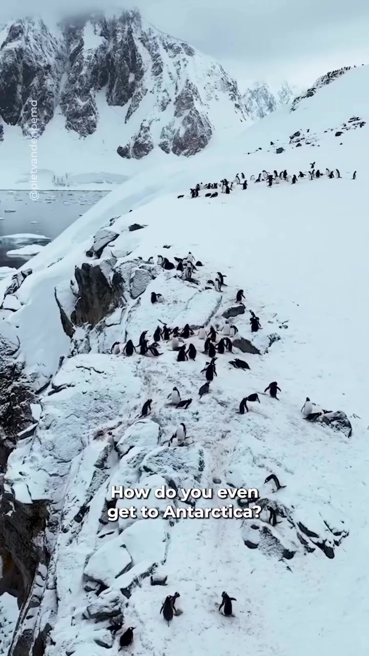 Antarctica Travel: Cruises, Wildlife, and Costs