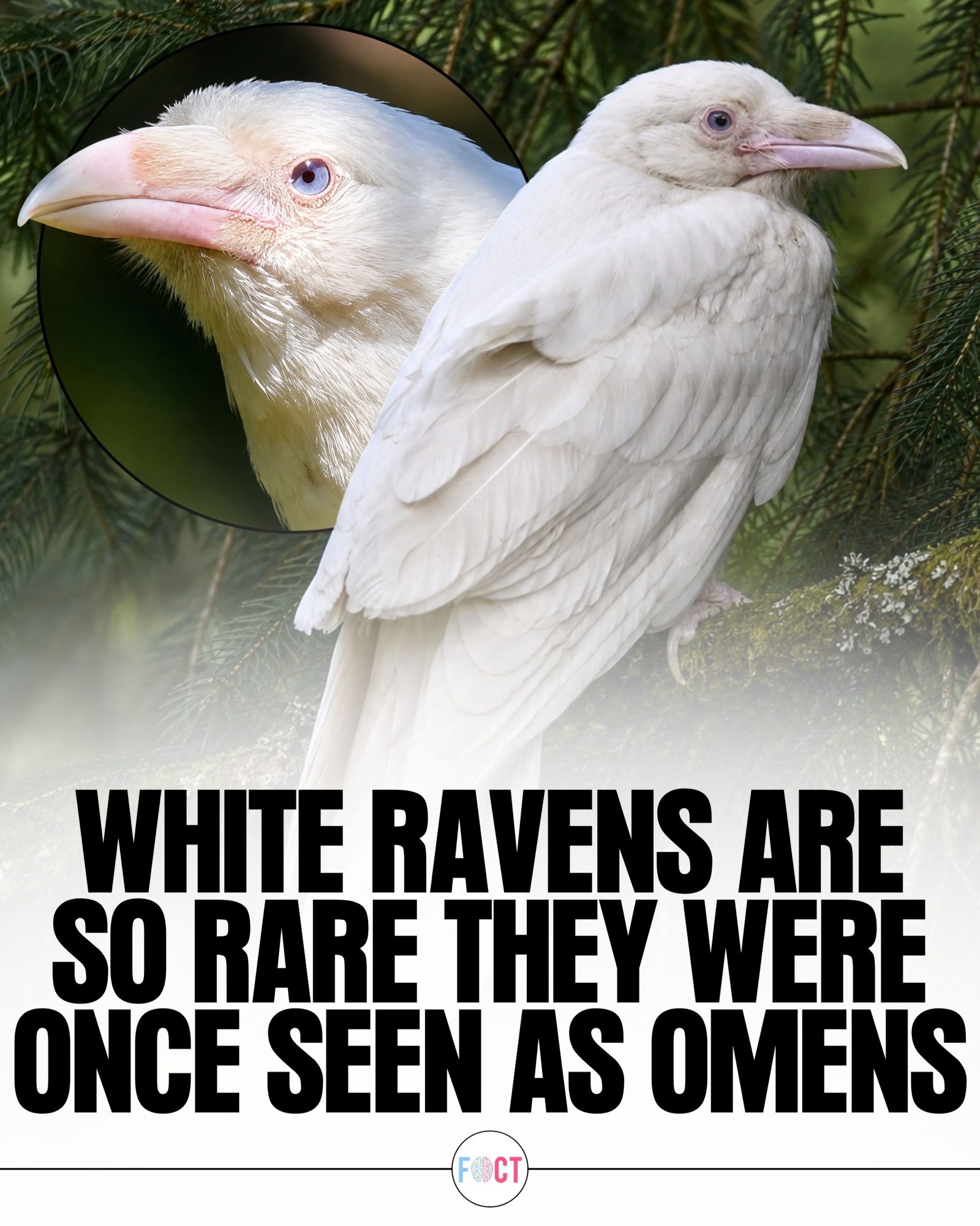 Discover the Fascinating World of Rare White Ravens