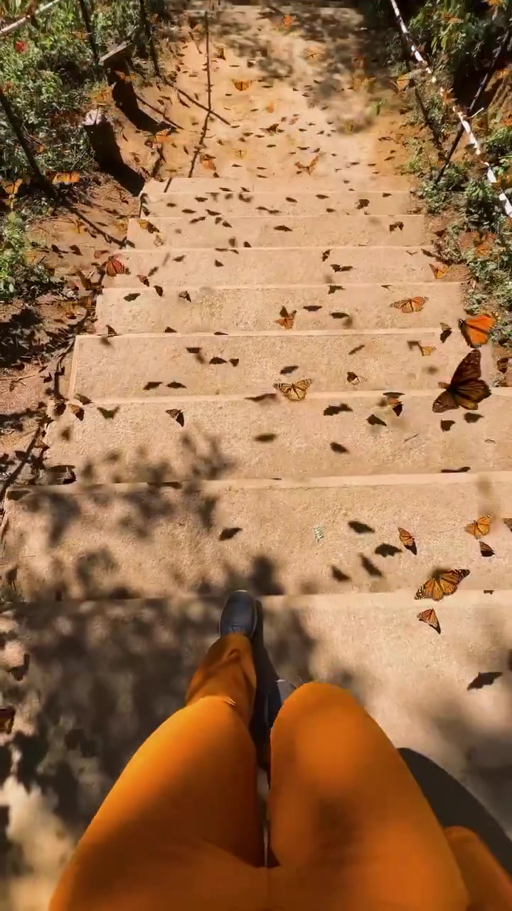 Monarch Butterfly Migration in Mexico's Biosphere