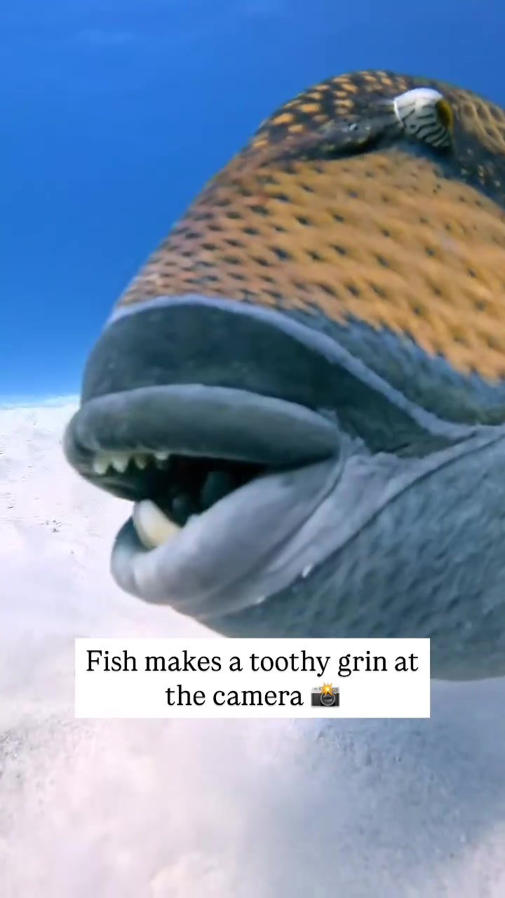 Toothy Fish: Marvel at the Underwater Grin