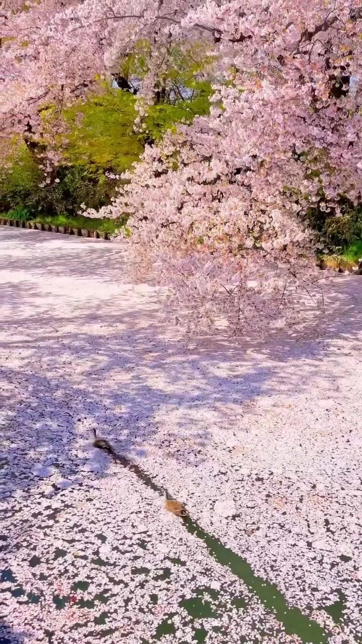 Hirosaki Park Cherry Blossoms with Ducks