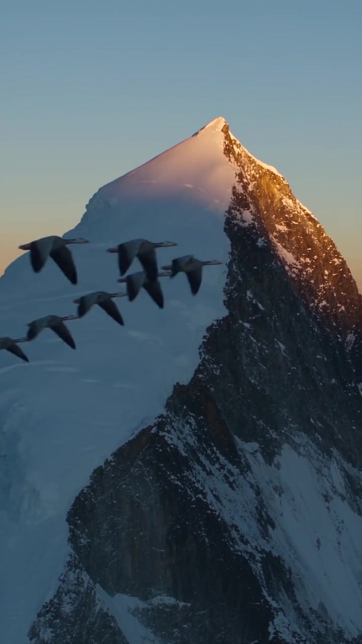 Himalayan Geese: Annual Migration Over Mountains