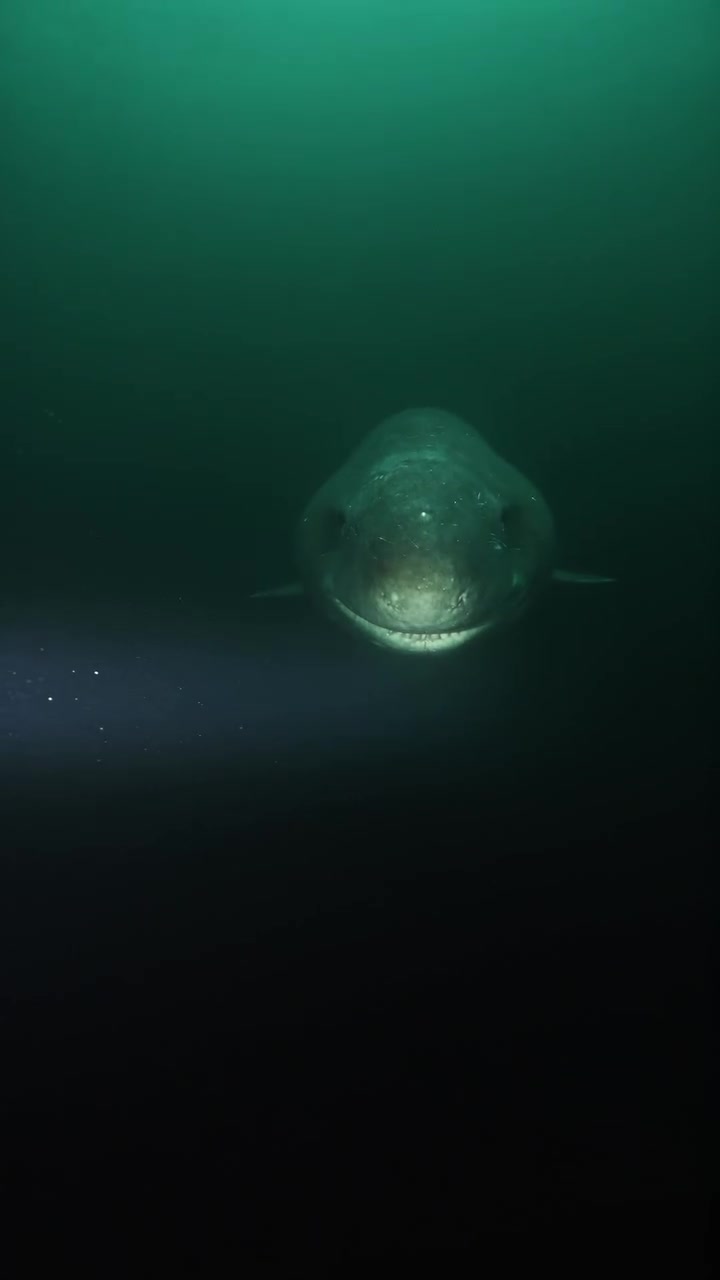 Greenland Shark's Age and Longevity