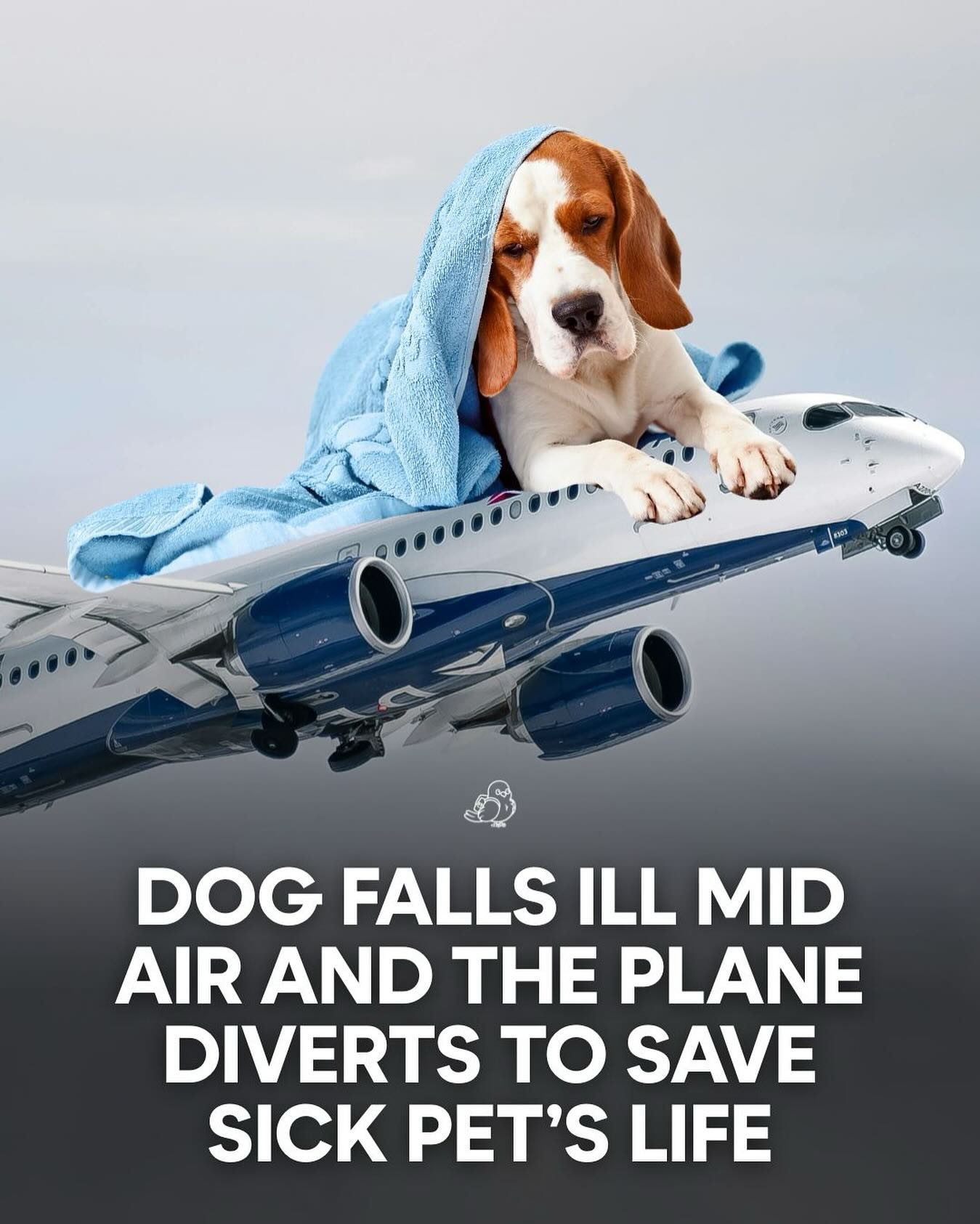 Delta Flight Diverts to Save Ill Dog Mid-Flight