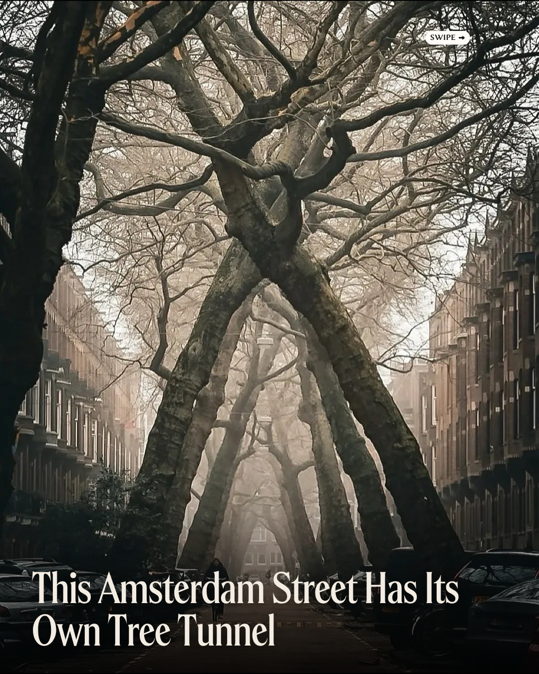 Explore Amsterdam's Enchanting Tree Tunnel on Lomanstraat