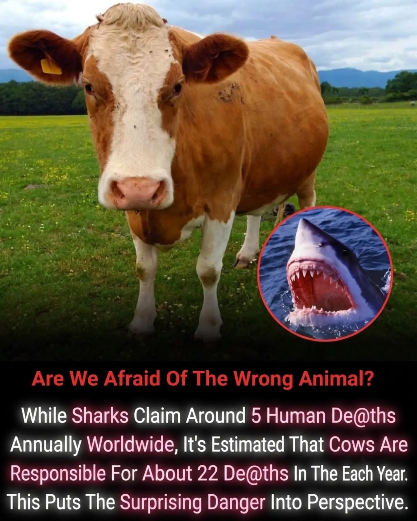 Cows Kill More: Debunking the Shark Myth