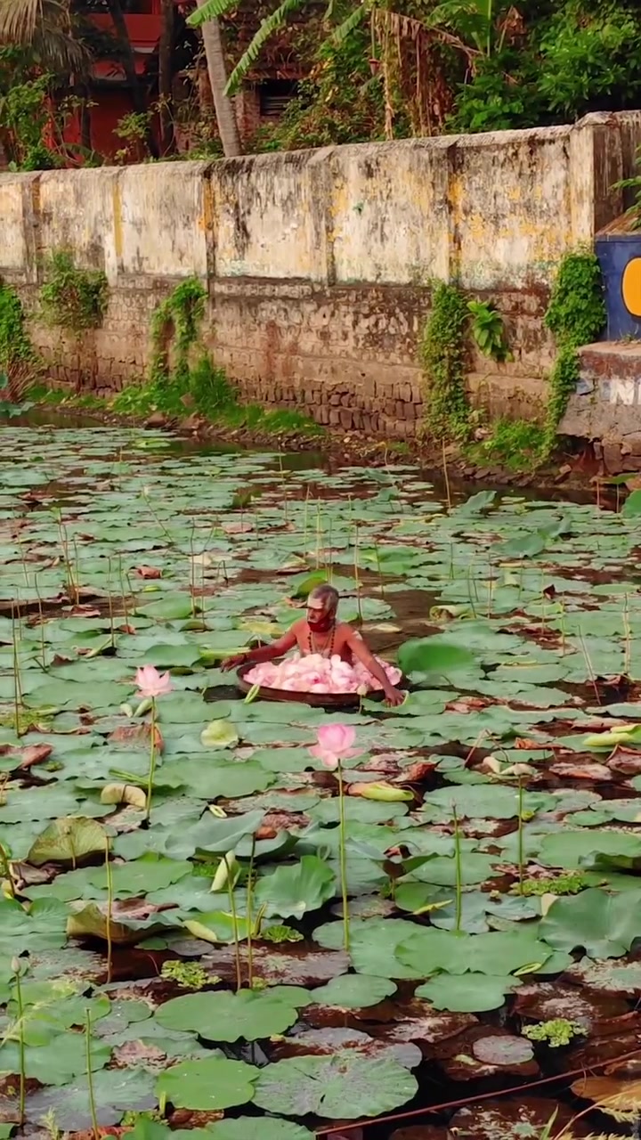 Lotus Harvesting in Pond: Man's Traditional Method