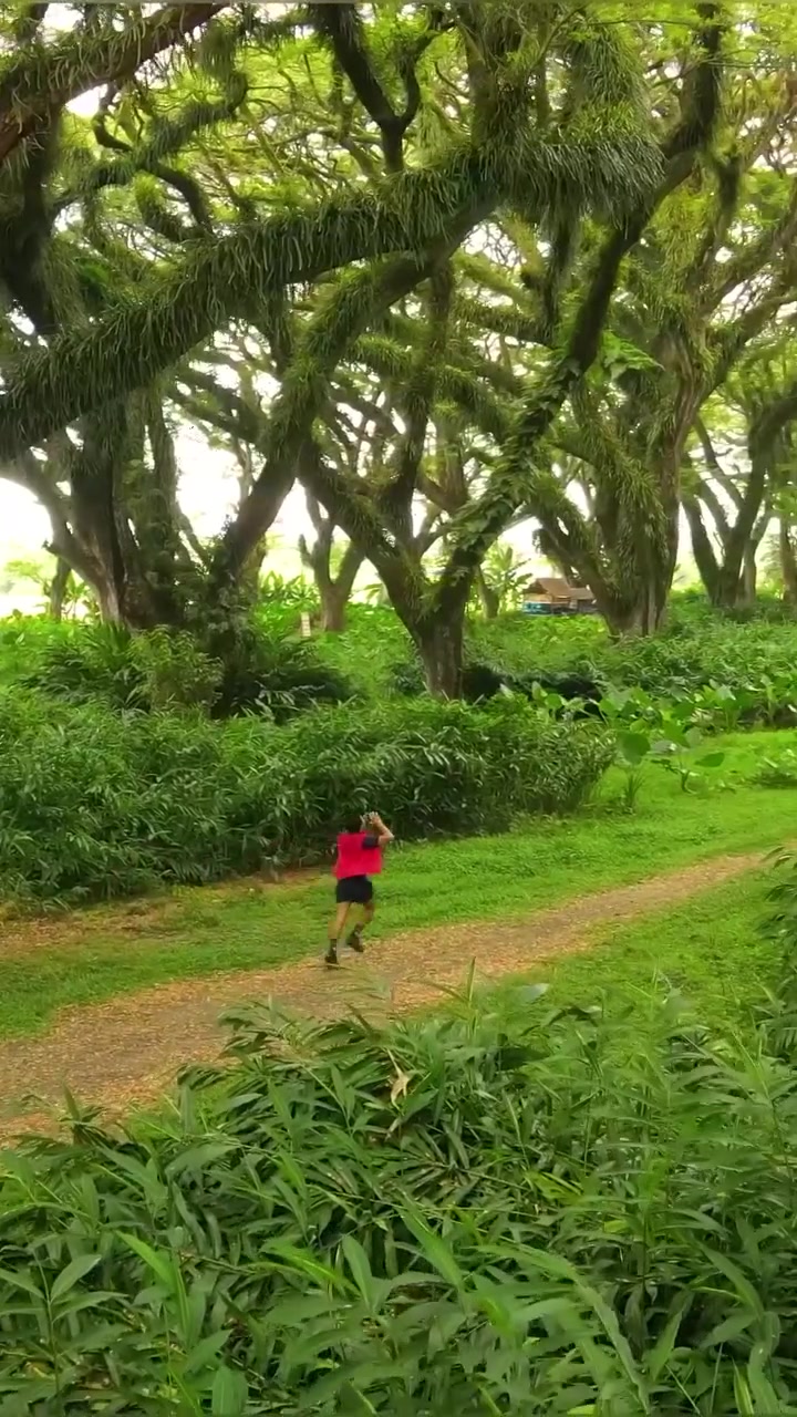 Running Through a Forest: A Sense of Freedom